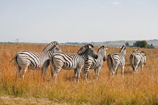 Angama Mara — Oloololo Escarpment, Mara Triangle, Kenya